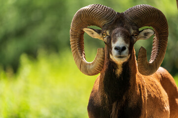 Mufflon