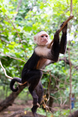 Monkeys in trees