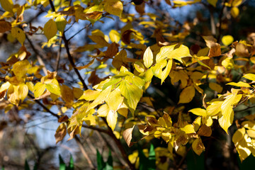 Yellow golden leaves on a tree
