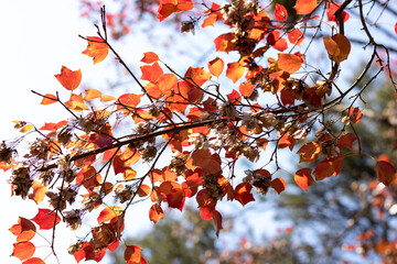 Red autumn leaves and dried flowers