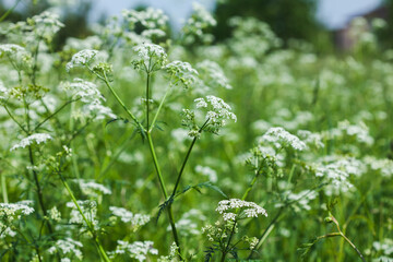 Field filled blossoms goutweed. White wildflowers, soft focus.