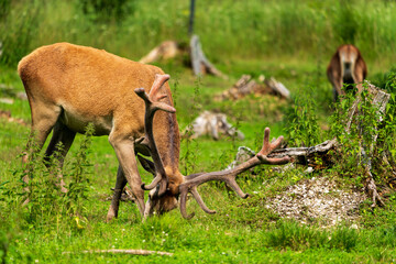 Prächtiger Rothirsch auf einer Lichtung beim äsen