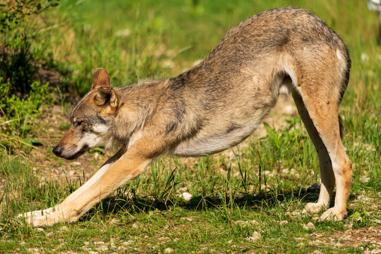 Wolf beim dehnen