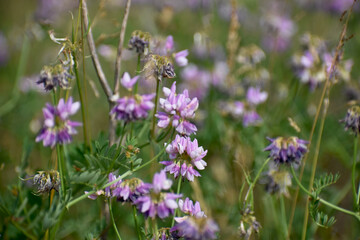 lavender flowers in the garden