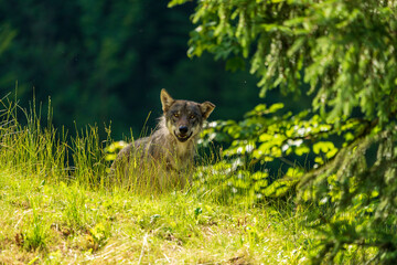 Wolf an der Hügelkante