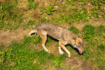 Wolf in der Sonne