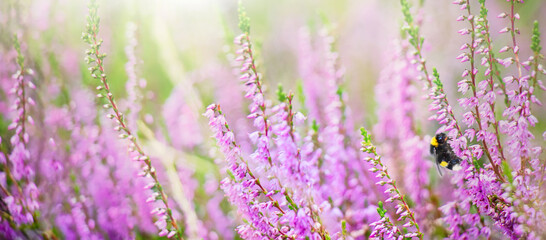 Purple heather flowers with bee on meadow