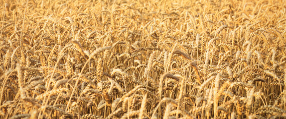 Golden wheat field Background in sunlight