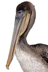 Juvenile Brown Pelican portrait