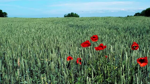 Ears of green ripening rye with flowering poppy on the island of Fehmarn, Germany