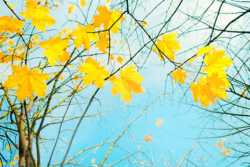 Yellow autumn maple leaves on background blue sky