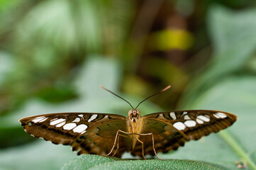 butterfly macro