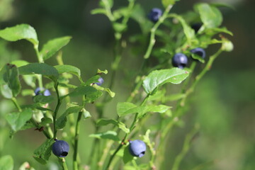 wild berries attached to plant surrounded by green foliage 