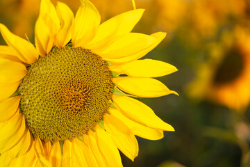 sunflower flower in the foreground with plantation in the background