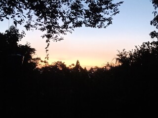 sunset in the forest