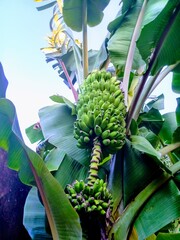 banana tree in thailand