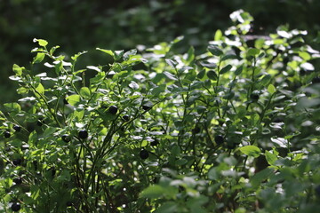 wild berries attached to plant surrounded by green foliage 