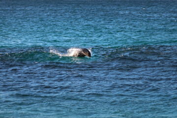 Fototapeta premium A seal chasing fishes in the wave, Sydney, Australia