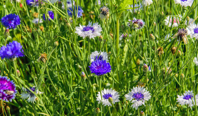 Background of blooming blue, white and pink cornflowers.
