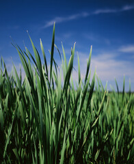 green grass and blue sky