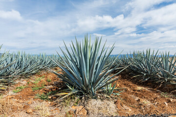 Tequila agave  lanscape