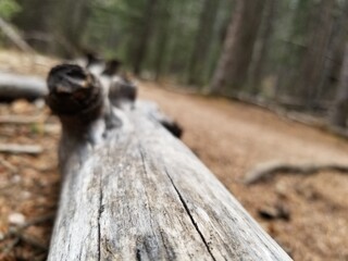 wooden fence in forest