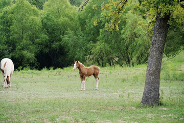 Young red dun foal horse in green field on farm, baby animal.