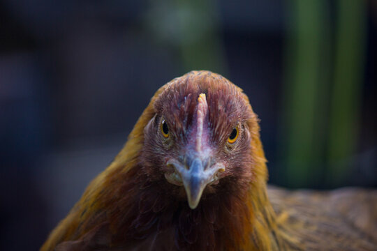 Leah the Windrunner Chicken Staring at the Photographer