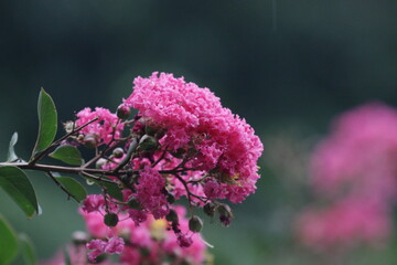 Blooming Pink Crape Myrtle Flower in Spring