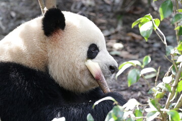 Fluffy Famous Panda , Oreo, Eating Bamboo Shoot, China