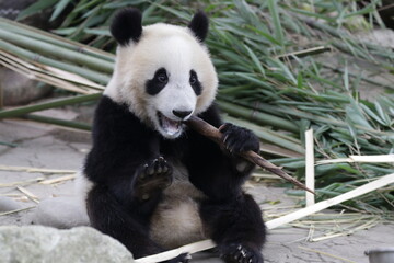Little Panda is learning to eat Bamboo shoot, china