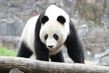 Obraz premium American Born Panda, Xiao Li Wu, Dujiangyan, China