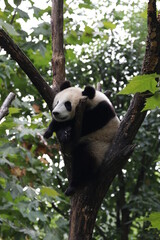 Fototapeta premium Funny Posture of Sleeping Panda on the Tree, China