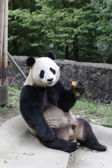 Fototapeta premium Giant panda is Holding Bamboo Biscuit in his Paw, China