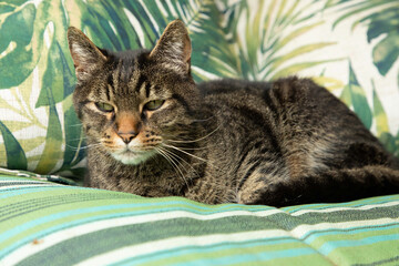 Teddybear the American Short hair Cat Lounging on the Green Garden Bench in the Sun