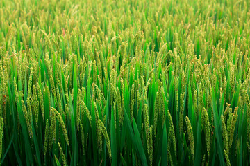 Fototapeta na wymiar rice spike in the field