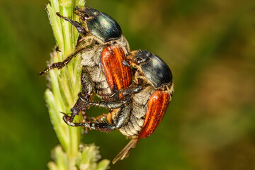Cockchafer Mating (Maybug or doodlebug).