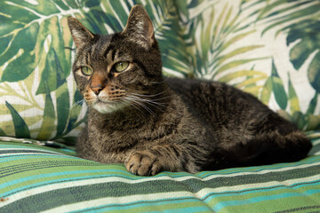 Teddybear the American Short hair Cat Lounging on the Green Garden Bench in the Sun