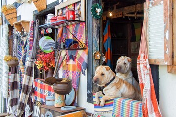 Beautiful cute Shar Pei dogs captured in Brazil