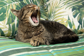 Teddybear the American Short hair Cat Lounging on the Green Garden Bench in the Sun Yawning