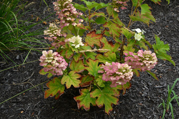 Bundle of Pink Flowers and Green Leaves