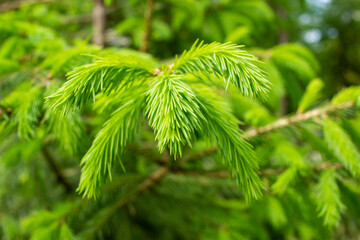 Young spring spruce shoots on the branches of spruce