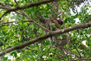 Sloth and baby in Costa Rica stock photo