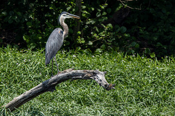 Great Blue Heron - Ardea herodias