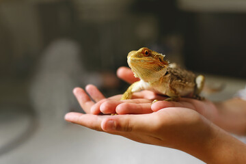 a sand lizard sits in the owners hands, a reptile with sharp spikes and brown scales, a dragon rearing at home, an amphibian pet - Powered by Adobe