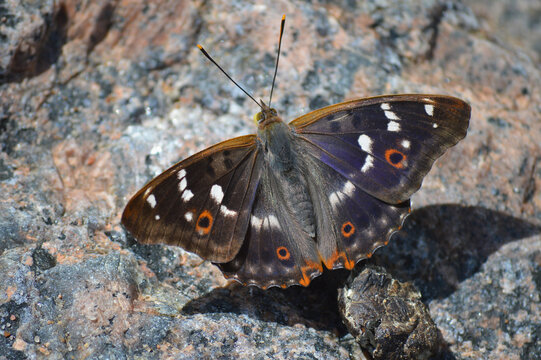 Purple Emperor