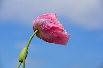 Close-up of a pink poppy flower moving in the wind against a blue sky