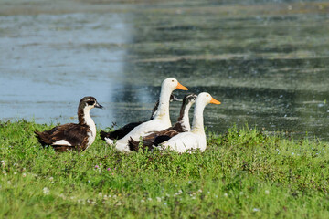 ducks on the grass in front of the water