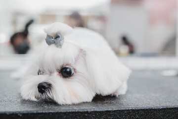 Maltese dog at grooming salon. Little smile dog.