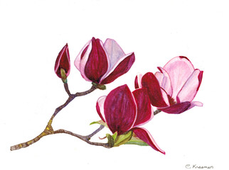 Magnolia Flowers with white background